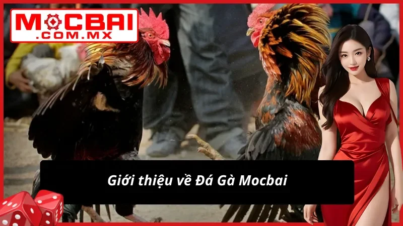 Đá Gà Mocbai – Địa Chỉ Cá Cược Và Xem Live Đá Gà Đẳng Cấp 2 Đôi nét về dịch vụ cá cược Đá Gà