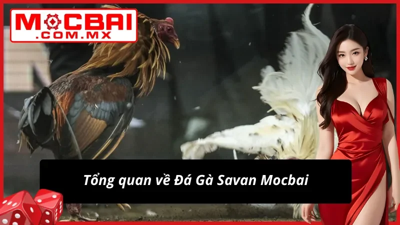 Đôi nét nổi bật về Đá Gà Savan 