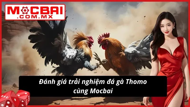 Trải nghiệm Đá Gà Thomo bùng nổ cùng nhà cái