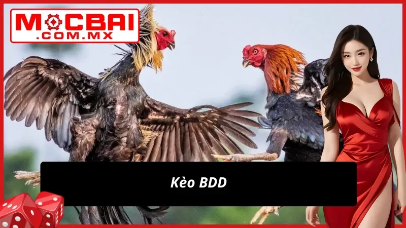 Vào kèo hòa chốt lời lớn cùng Đá Gà Thomo